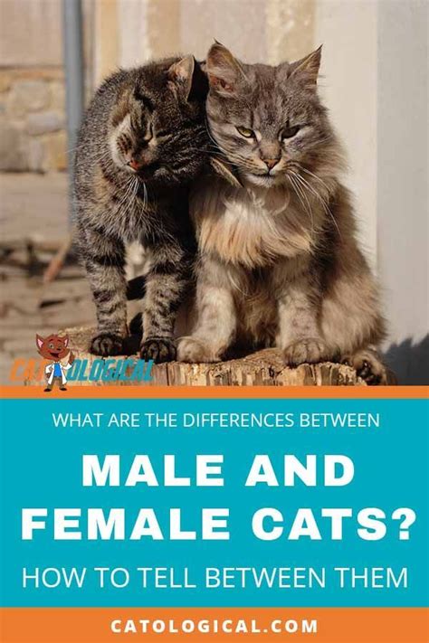 The Differences Between Male And Female Cats How To Tell Cat Genders