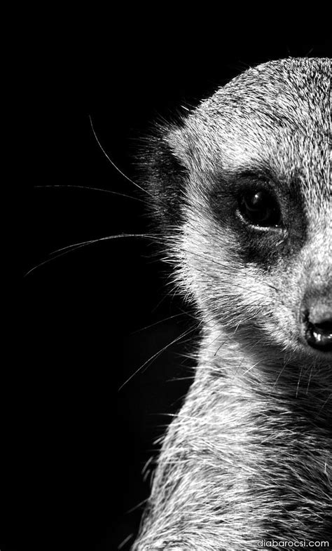 Black And White Meerkat Portrait By Diana Barocsi On 500px