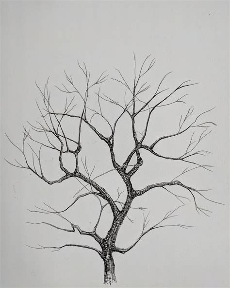 Tree Drawing I Love Seeing Them With No Leaves This Time Of Year Drawing