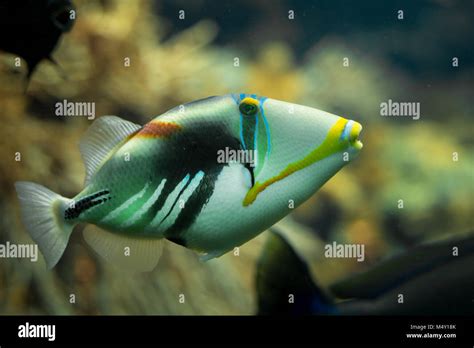A Beautiful Colored Picasso Triggerfish Rhinecanthus Aculeatus In A