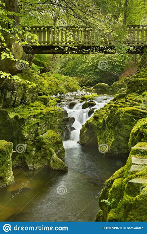 Bridge Over A River Through Lush Forest In Northern Ireland Stock Image