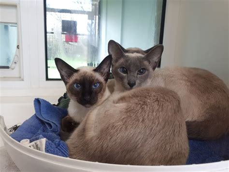the rspca have found 55 siamese cats living in the same croydon home mylondon