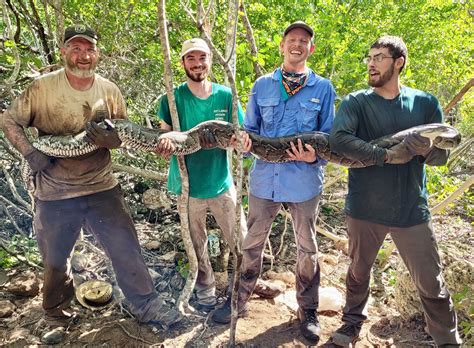 Scientists find a new weapon against pythons: Prey with GPS