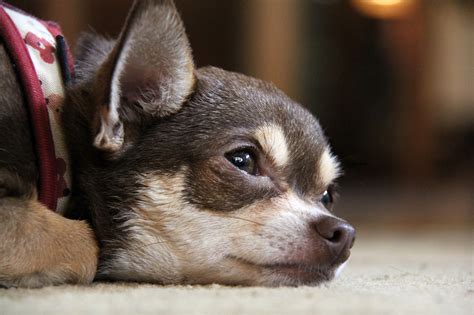 Chihuahua Dog Puppy Free Photo On Pixabay
