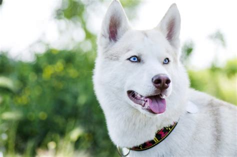 17 White Siberian Huskies To Follow On Instagram Hellobark