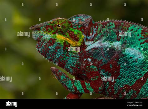 Panther Chameleon Furcifer Pardalis Male Animal Portrait Nosy Faly