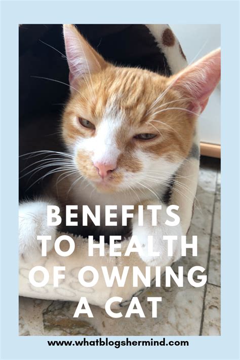 Benefits To Health Of Owning A Cat Cats Health Owning A Cat