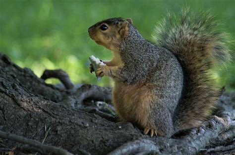 If you notice that you have a chipmunk in your house, you certainly want it gone for more reasons than one. Squirrel Eating Bread Photograph by Belinda Stucki