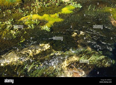 Green Moss On River Stream Background Stock Photo Alamy