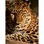 Amur Leopard  Portrait Of An At Marwell Zoo PE… Flickr
