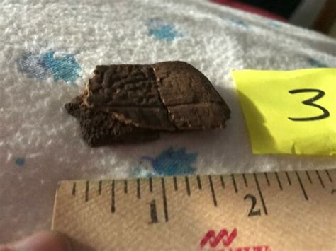 Fossilized Turtle Shell Fragment Split In 5 Pieces Florida Pleistocene