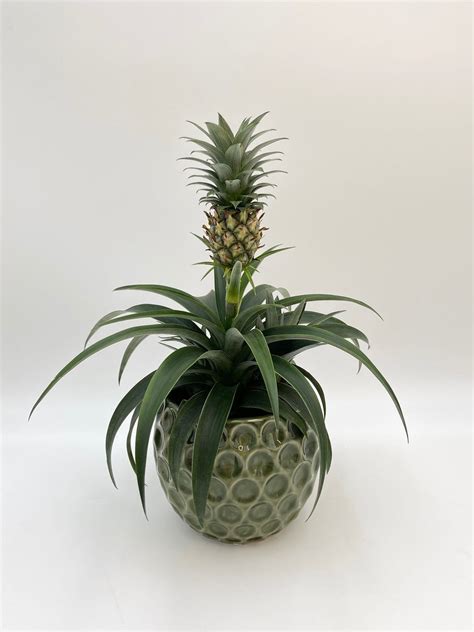 Ananas Comosus Amigo Evergreen Pineapple Plant Rebel Plants