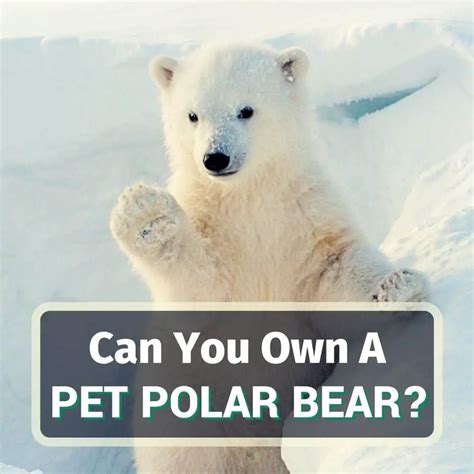 Can You Own A Polar Bear As A Pet 8 Things You Should Know