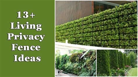 Learn about privacy trees and how to utilize these beautiful plants to block your house in the front yard or create a backyard hideaway. 13 Living Privacy Fences Ideas | Privacy landscaping ...
