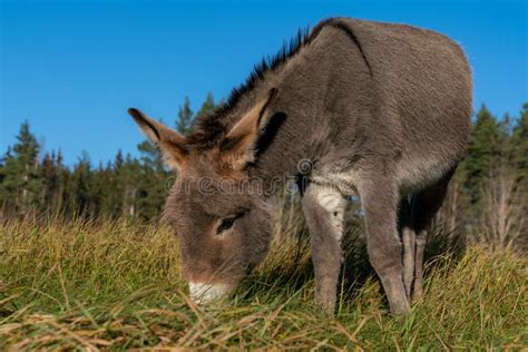 Sweet Young Donkey Grazing In A Summer Field Stock Image Image Of