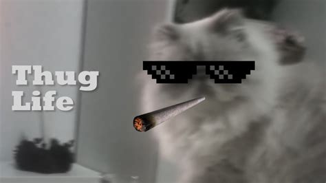 Thug Life Cat ٩๏̯͡๏۶ Youtube