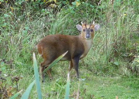 Bedfordshires Flora And Fauna Online Muntjac Deer Mvcp