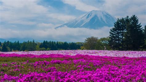 You can download free the nature, japan wallpaper hd deskop background which you see. Nature Images HD - Fields of Pink Moss at Mount Fuji Japan ...