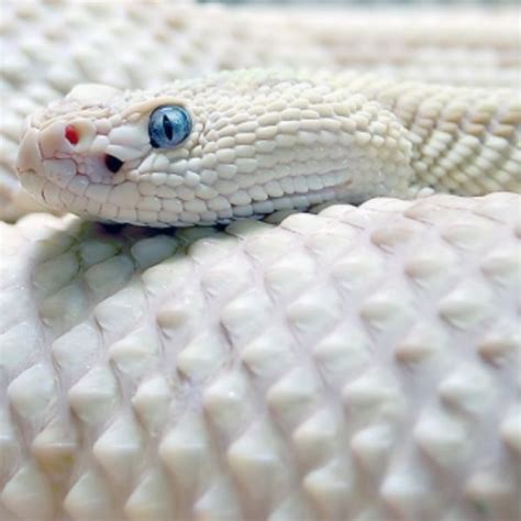 Albino Green Anaconda