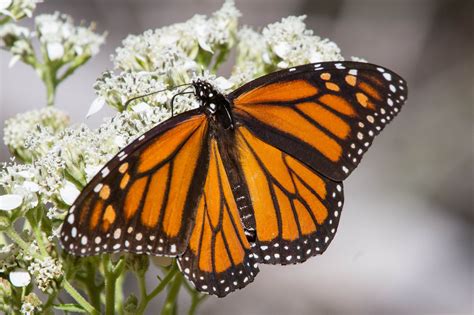 Austin Texas Creates Habitat For The Declining Monarch Butterfly The