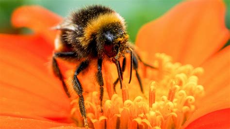 Do Bees Have Knees Stay Science Z Lib Blog