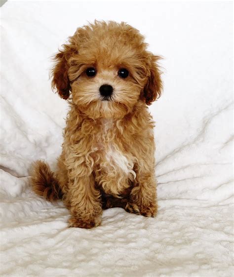 Teacup Maltipoo Puppy For Sale Los Angeles California Iheartteacups