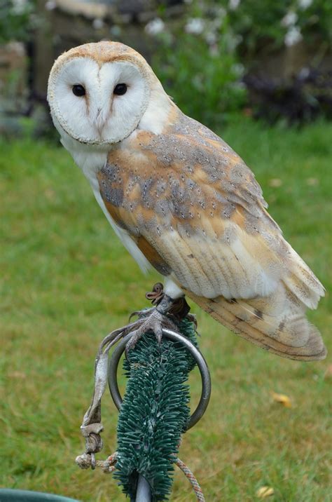 Barn Owl Bird · Free Photo On Pixabay