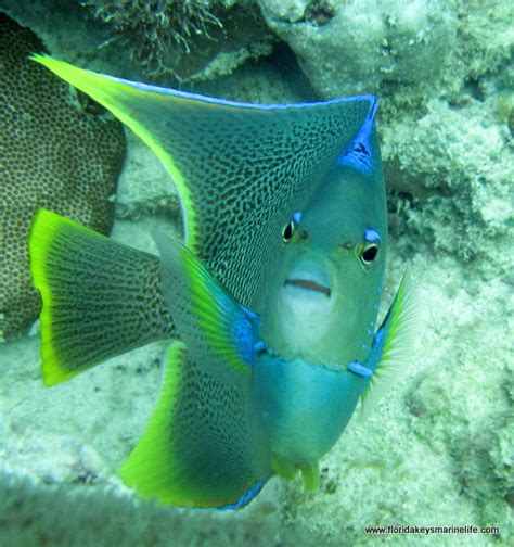 Blue Angel Fish Florida Keys Marine Life