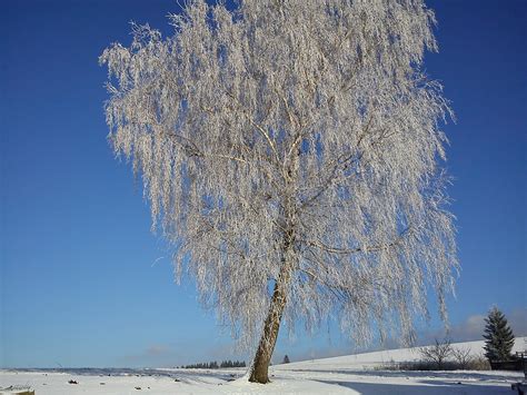 Free Images Tree Branch Snow Winter Frost Ice Birch Weather