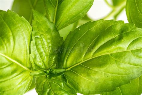 Fresh Basil Herb Leaves Closeup Stock Image Image Of Freshness Aroma