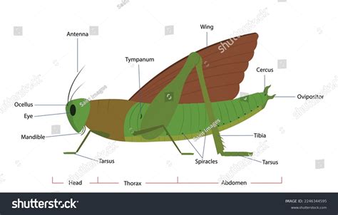 Grasshopper Anatomy Diagram Showing Parts Grasshopper Stock Vector Royalty Free 2246344595