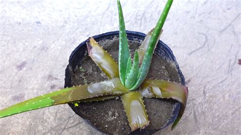 Easy Way To Save A Rotting Aloe Vera Plant YouTube