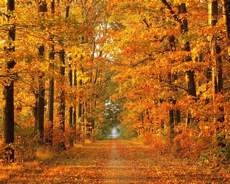 The Best Nature Walllpaper Autumn Tree Wallpaper