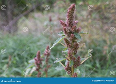 Amaranthus Hybridus Cosmopolitan Genus Of Annual Or Short Lived