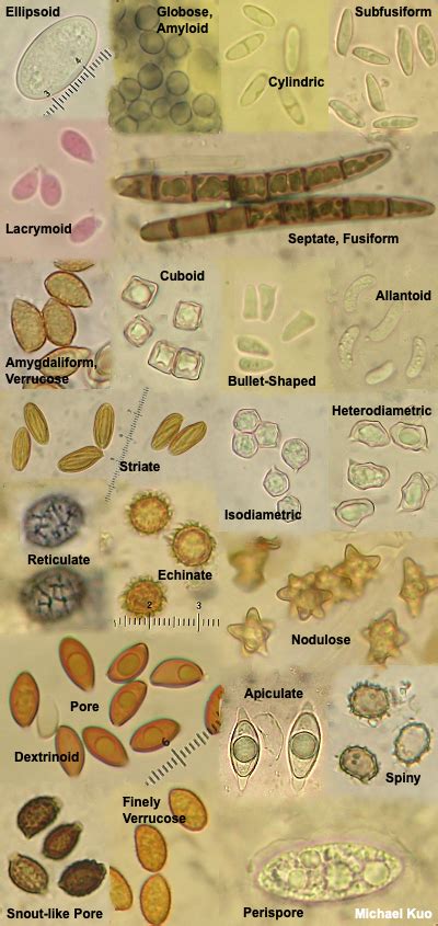 Mushroom Spores Under Microscope All Mushroom Info