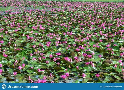 Red Lotus Sea Or Talay Bua Daeng Stock Image Image Of Amazing Detail