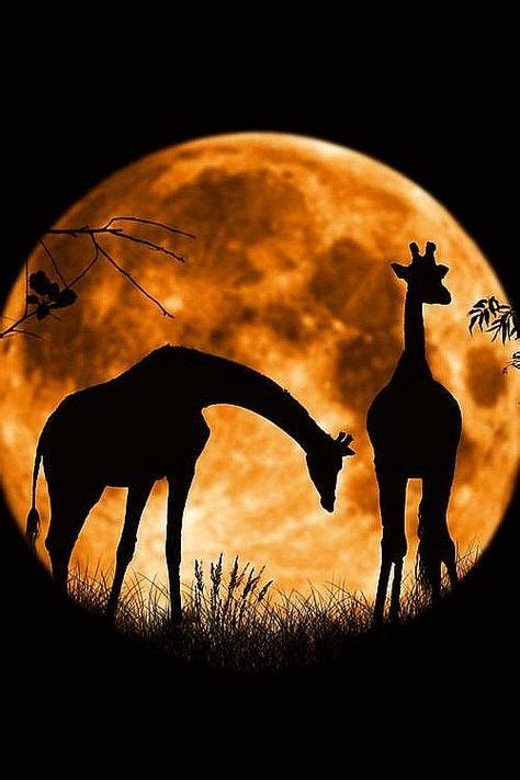 Fabulous Full Moon Photography To Keep You Fascinated Animals Wild