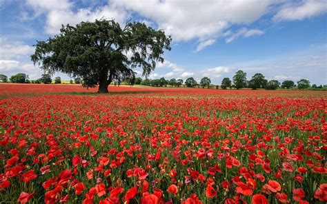 Tree In Poppy Field Image Id 287727 Image Abyss