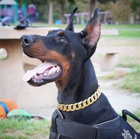 Pin By Sturmtyrann K9 On A Gallery Of Lovely Doberman Pinschers