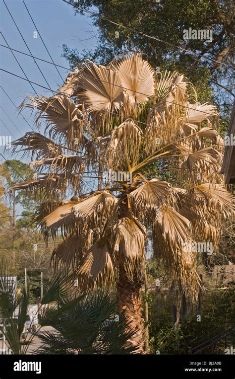 Cold Damaged Palm Tree Florida Stock Photo Alamy