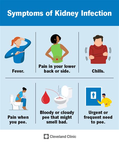 Understanding The Causes And Symptoms Of Kidney Infection Ask The