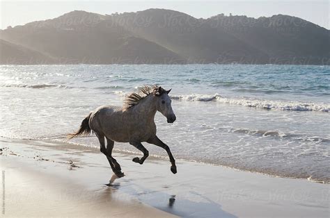 Horse Running Along The Waterline At The Beach By Stocksy Contributor