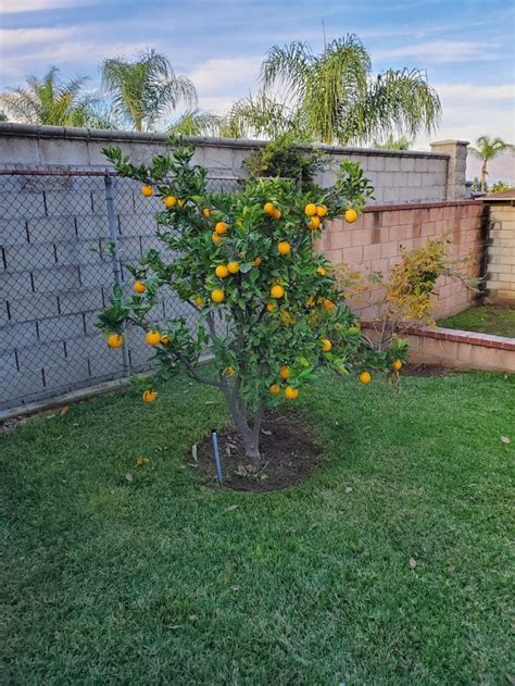 Lemon Tree 🍋 Cool Plants Plants Edible Landscaping
