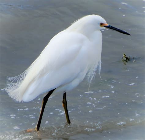 egrets-of-the-back-bay-back-bay,-bird-watching,-birds