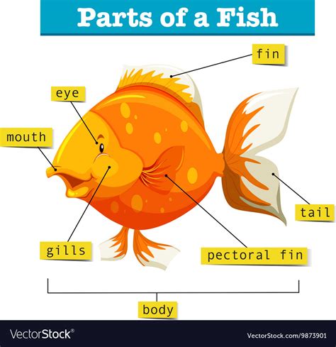 We did not find results for: Diagram with parts of fish Royalty Free Vector Image