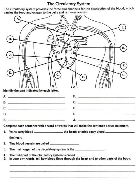 The Circulatory System Worksheets Answers Circulatory System For Kids
