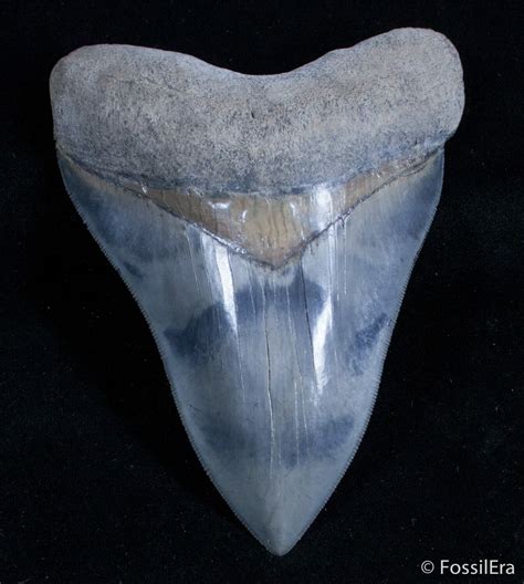 Stunning 521 Inch Mays River Megalodon Tooth For Sale 2920