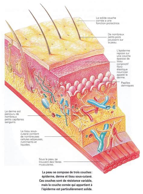 The Structure Of An Animals Skin Is Shown In This Diagram With All
