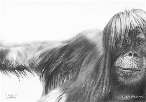 Shine On Orangutan Pencil Portrait By Peter Williams Redbubble