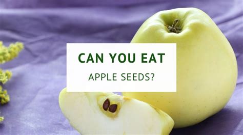 Can You Eat Apple Seeds Healthy Food Tribe